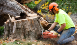 Tree services - tree removal